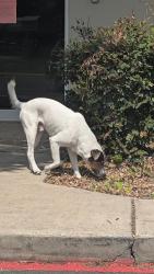 Found/Stray Male Dog last seen Across street from El valley fruiteria, centennial and Zarazomra, San Antonio, TX 78211