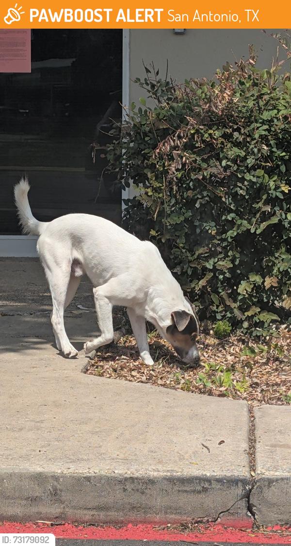 Found/Stray Male Dog last seen Across street from El valley fruiteria, centennial and Zarazomra, San Antonio, TX 78211