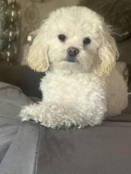 Lost Female Dog last seen Harmon ave/ Blake Place . Vernon Odom and superior, Akron, OH 44307