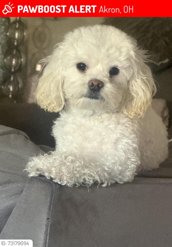Lost Female Dog last seen Harmon ave/ Blake Place . Vernon Odom and superior, Akron, OH 44307