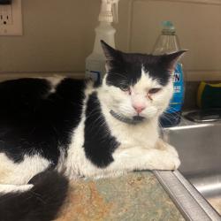 Shelter Stray Male Cat last seen , 54687 Co Rd 19, Bristol, IN 46507, USA