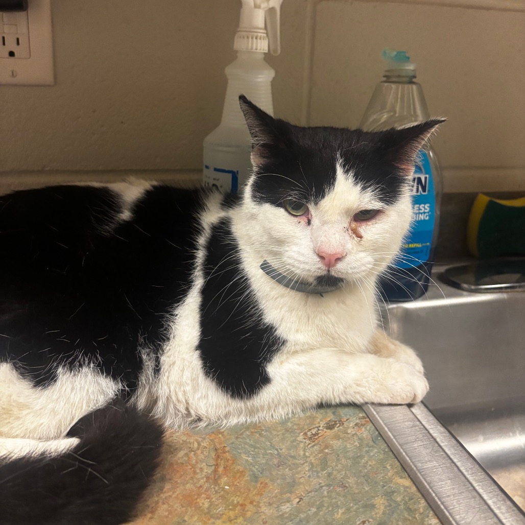 Shelter Stray Male Cat last seen , 54687 Co Rd 19, Bristol, IN 46507, USA