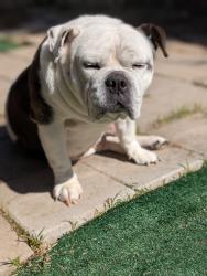 Reunited Male Dog last seen Lamar st, Spring Valley, CA 91977
