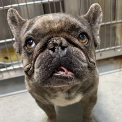 Shelter Stray Male Dog last seen , 3612 11th Ave, Los Angeles, CA 90018, USA