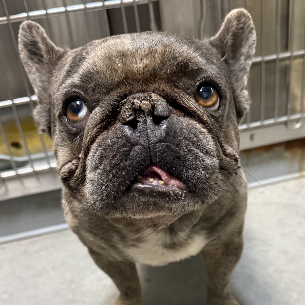 Shelter Stray Male Dog last seen , 3612 11th Ave, Los Angeles, CA 90018, USA