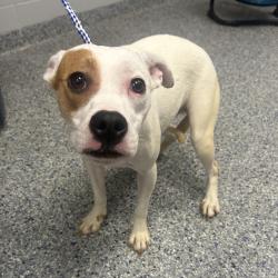Shelter Stray Female Dog last seen , 328 Furman Hall Rd, Greenville, SC 29609, USA