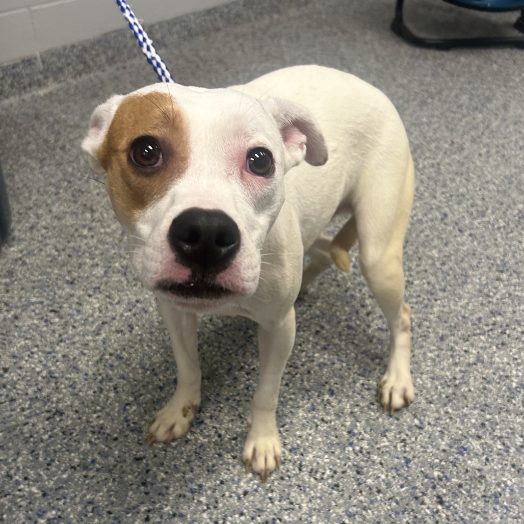 Shelter Stray Female Dog last seen , 328 Furman Hall Rd, Greenville, SC 29609, USA