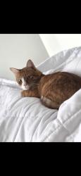 Reunited Male Cat last seen Micro ct and tower Drive Broadway NC, Broadway, NC 27505