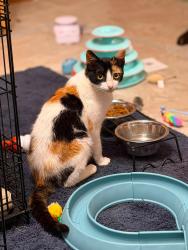 Found/Stray Female Cat last seen hwy 53, Galesville, WI 54630