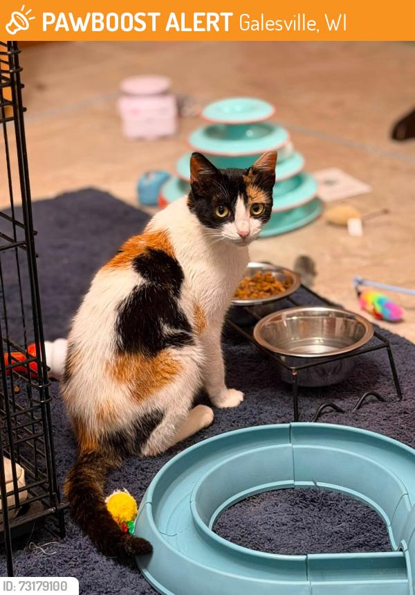 Found/Stray Female Cat last seen hwy 53, Galesville, WI 54630