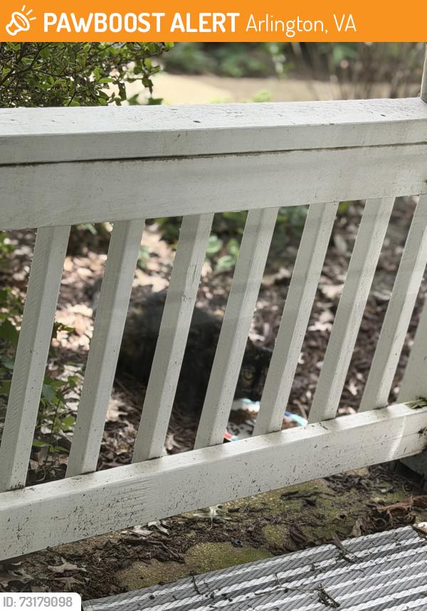Found/Stray Female Cat last seen Shirlington Village, Arlington, VA 22206