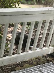Found/Stray Female Cat last seen Shirlington Village, Arlington, VA 22206