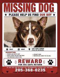 Lost Male Dog last seen Hey 438 and 55, Chelsea, AL 35043
