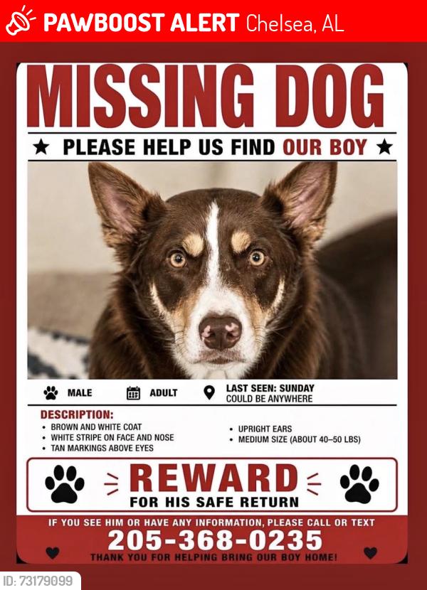 Lost Male Dog last seen Hey 438 and 55, Chelsea, AL 35043