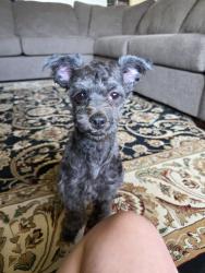 Found/Stray Male Dog last seen Vilaire apmts, Lakewood, Lakewood, WA 98499