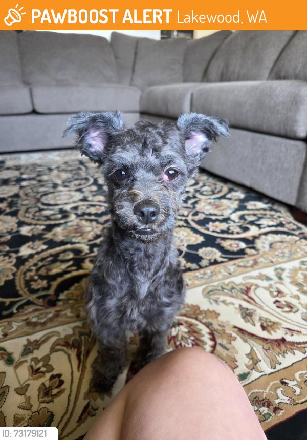 Found/Stray Male Dog last seen Vilaire apmts, Lakewood, Lakewood, WA 98499