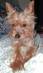 Lost Male Dog last seen corner of N. Haverhill Rd. & Ivywood Rd, West Palm Beach, FL 33415