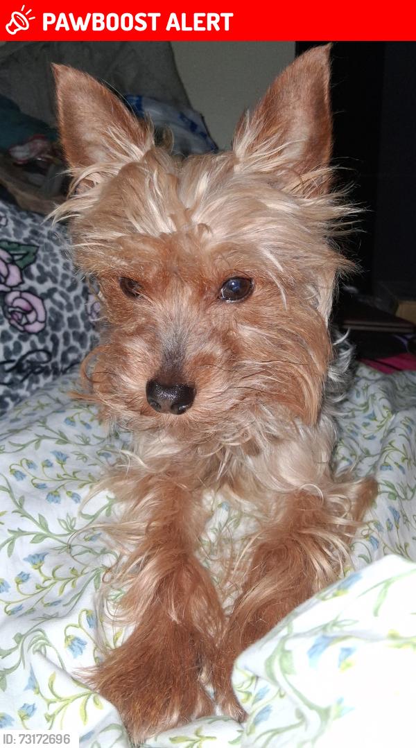 Lost Male Dog last seen corner of N. Haverhill Rd. & Ivywood Rd, West Palm Beach, FL 33415