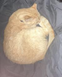 Lost Male Cat last seen Murray wood drive, Lexington County, SC 29212
