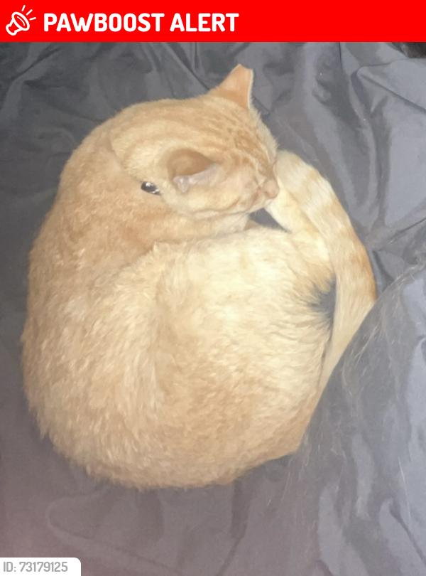 Lost Male Cat last seen Murray wood drive, Lexington County, SC 29212