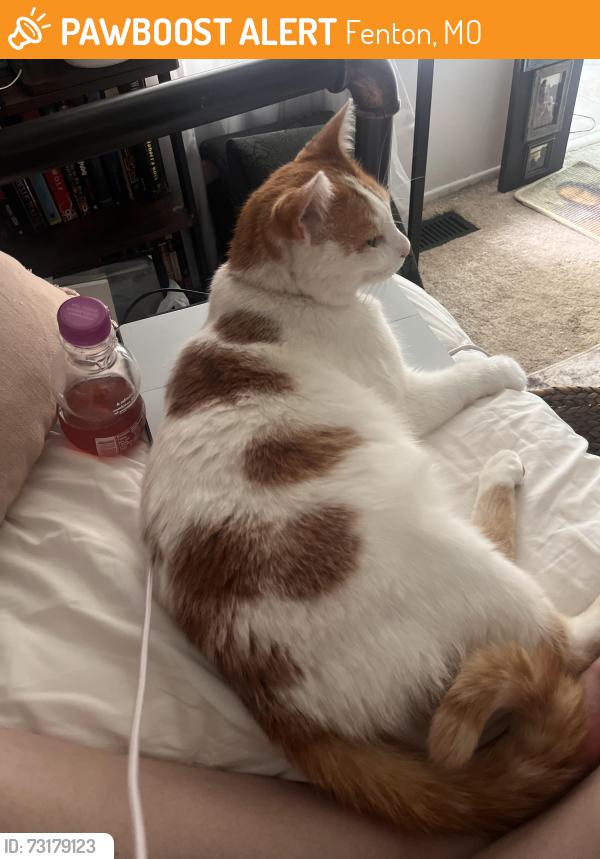 Found/Stray Male Cat last seen Bowles Elementary, Fenton, MO 63026