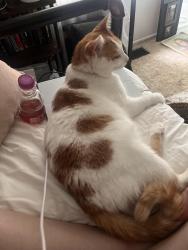 Found/Stray Male Cat last seen Bowles Elementary, Fenton, MO 63026