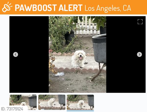 Found/Stray Unknown Dog last seen 41st and Compton, Los Angeles, CA 90011