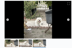 Found/Stray Unknown Dog last seen 41st and Compton, Los Angeles, CA 90011