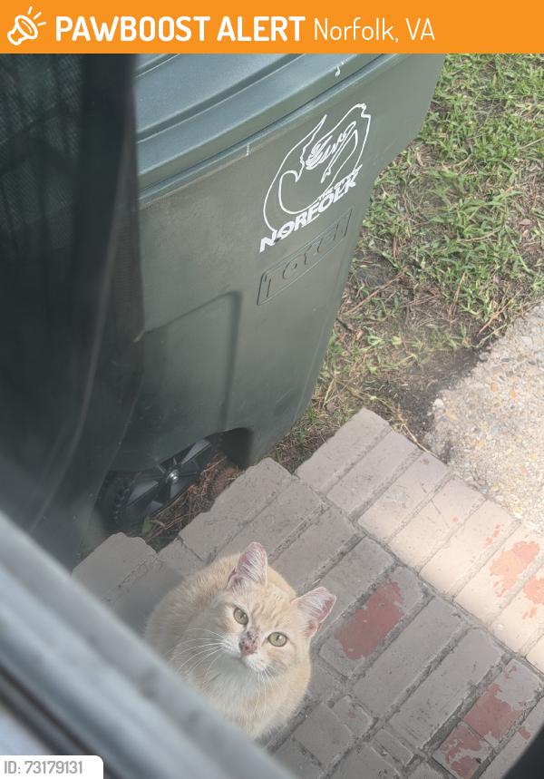 Found/Stray Unknown Cat last seen E Princess anne Rd, Norfolk, VA 23513