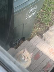 Found/Stray Unknown Cat last seen E Princess anne Rd, Norfolk, VA 23513