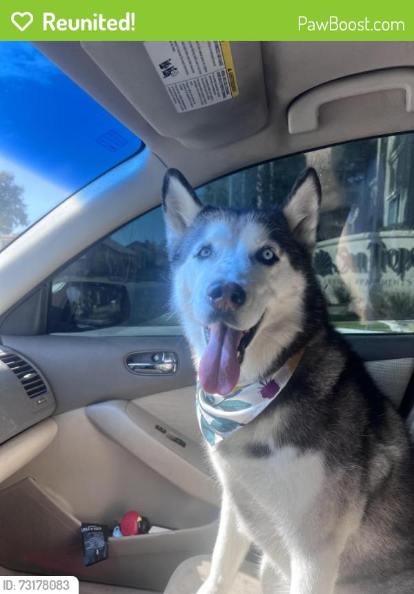 Reunited Female Dog last seen Hacienda & Tenaya Way, Las Vegas, NV 89113