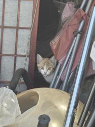Found/Stray Unknown Cat last seen Barranca and galatea, Glendora, CA 91740