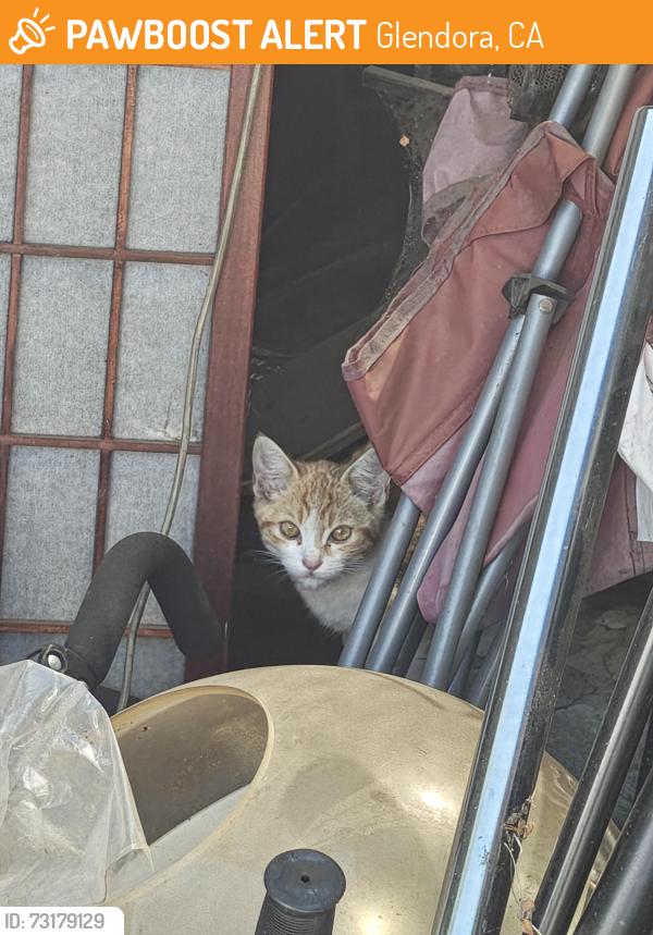Found/Stray Unknown Cat last seen Barranca and galatea, Glendora, CA 91740