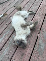 Reunited Male Cat last seen Home, Dartmouth, MA 02747