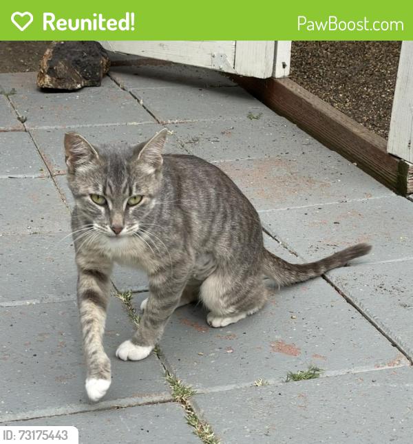 Reunited Female Cat last seen Viking, Baylor, Contra Costa, near Sun Valley Mall, Pleasant Hill, CA 94523