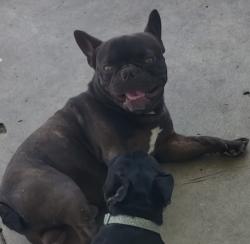Reunited Male Dog last seen shields and hughes, Fresno, CA 93705