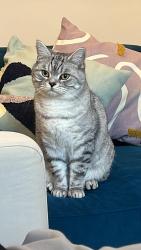 Reunited Male Cat last seen Barnsbury park, Greater London, England 