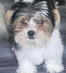 Lost Male Dog last seen Robson Cres SE Calgary, Calgary, AB T2A 1Y7