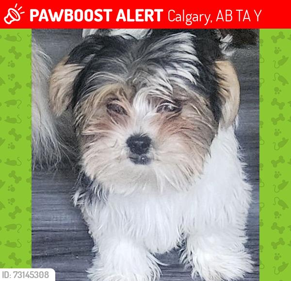 Lost Male Dog last seen Robson Cres SE Calgary, Calgary, AB T2A 1Y7
