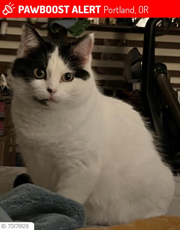 Lost Female Cat last seen ankeny and 24th, Portland, OR 97214