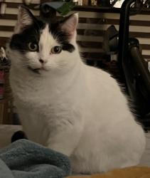 Lost Female Cat last seen ankeny and 24th, Portland, OR 97214