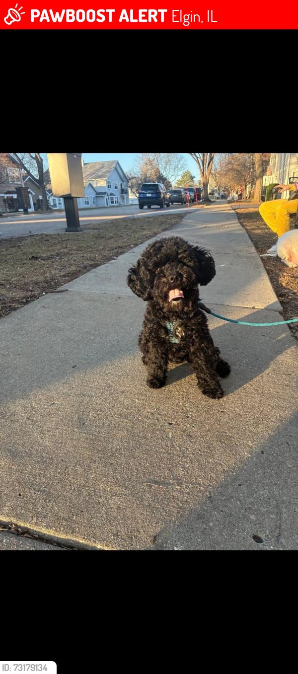 Lost Male Dog last seen Near Algonquin dr Elgin, Elgin, IL 60120