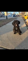 Lost Male Dog last seen Near Algonquin dr Elgin, Elgin, IL 60120