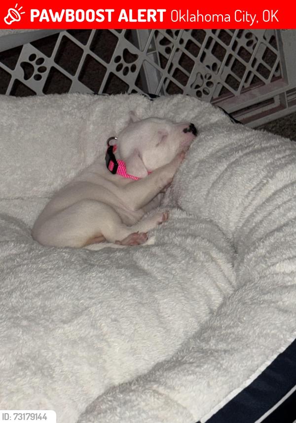 Lost Female Dog last seen Near Sw 40th st, Oklahoma City, OK 73119