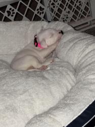 Lost Female Dog last seen Near Sw 40th st, Oklahoma City, OK 73119