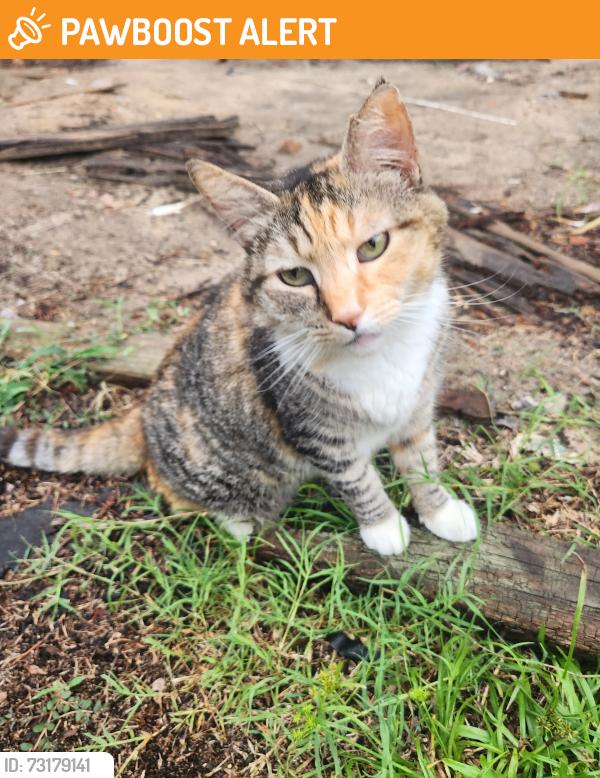 Found/Stray Unknown Cat last seen Landmark Rd/Penwood, Johnston County, NC 27592