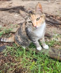 Found/Stray Unknown Cat last seen Landmark Rd/Penwood, Johnston County, NC 27592