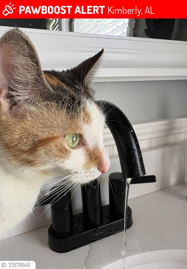 Lost Female Cat last seen Stouts road, Kimberly, AL 35091