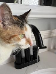 Lost Female Cat last seen Stouts road, Kimberly, AL 35091