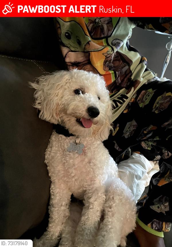 Lost Male Dog last seen Near wellspring church in ruskin, Ruskin, FL 33570